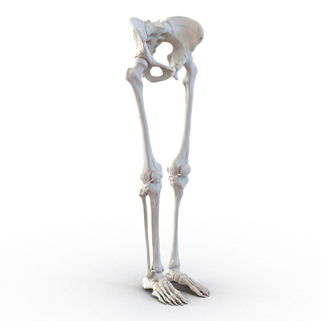 female lower body skeleton obj