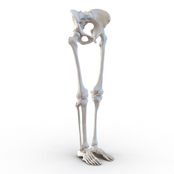 Female Lower Body Skeleton Obj