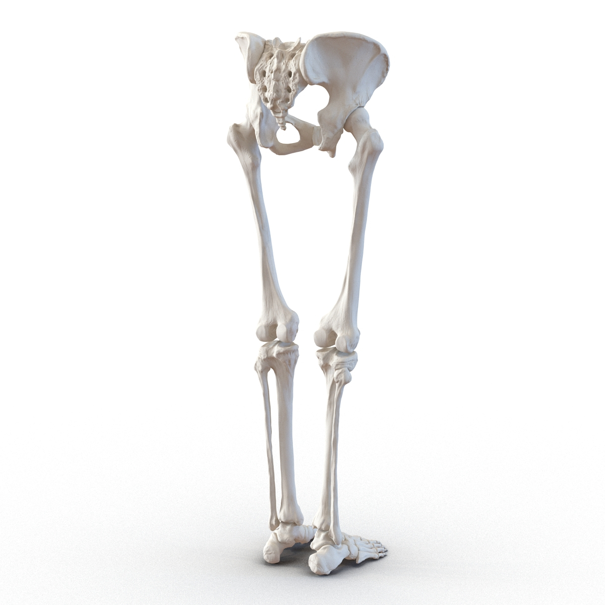 female lower body skeleton obj