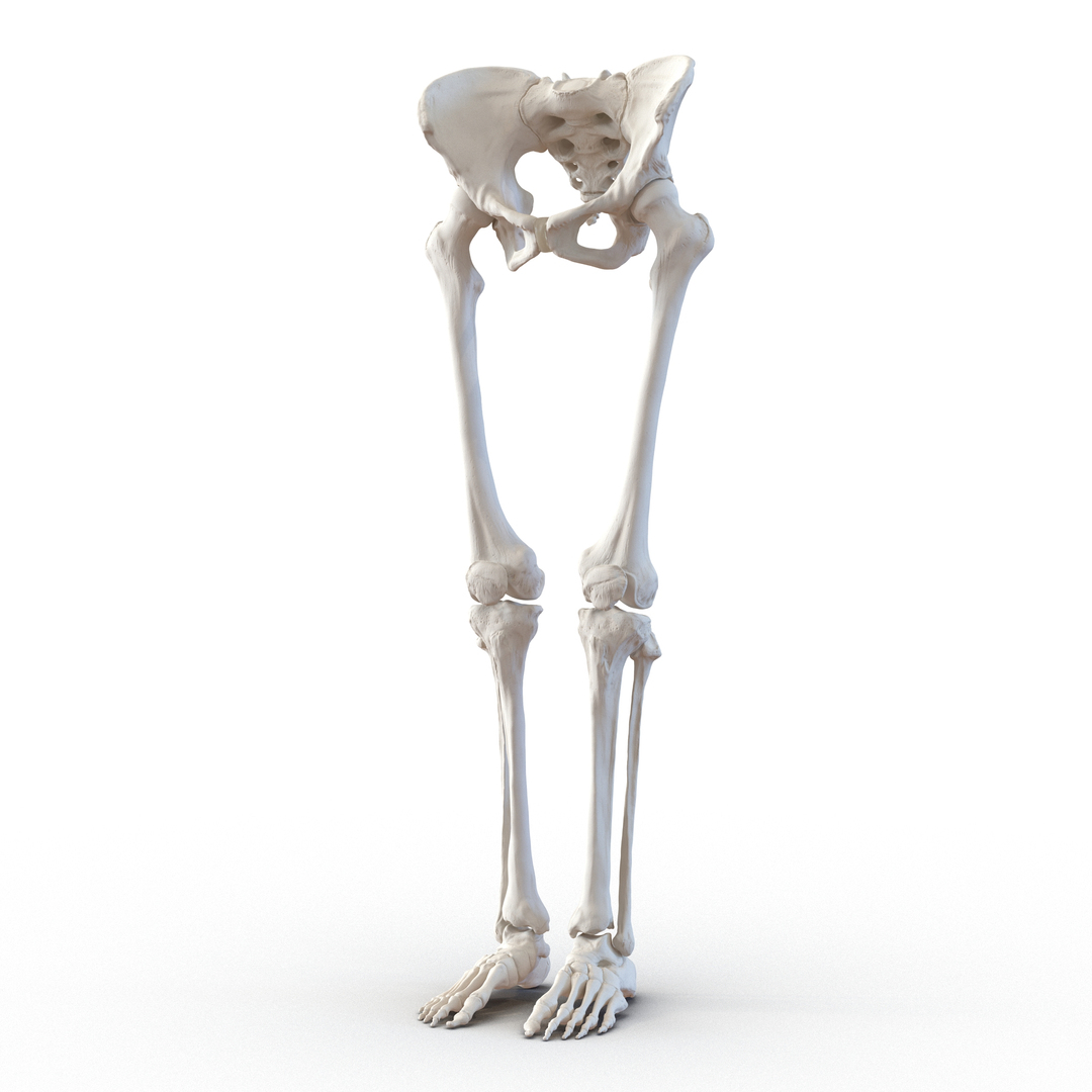 female lower body skeleton obj