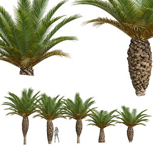 New Plant High detail Phoenix Canariensis Small 3D model
