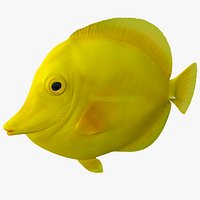 Yellow Tang