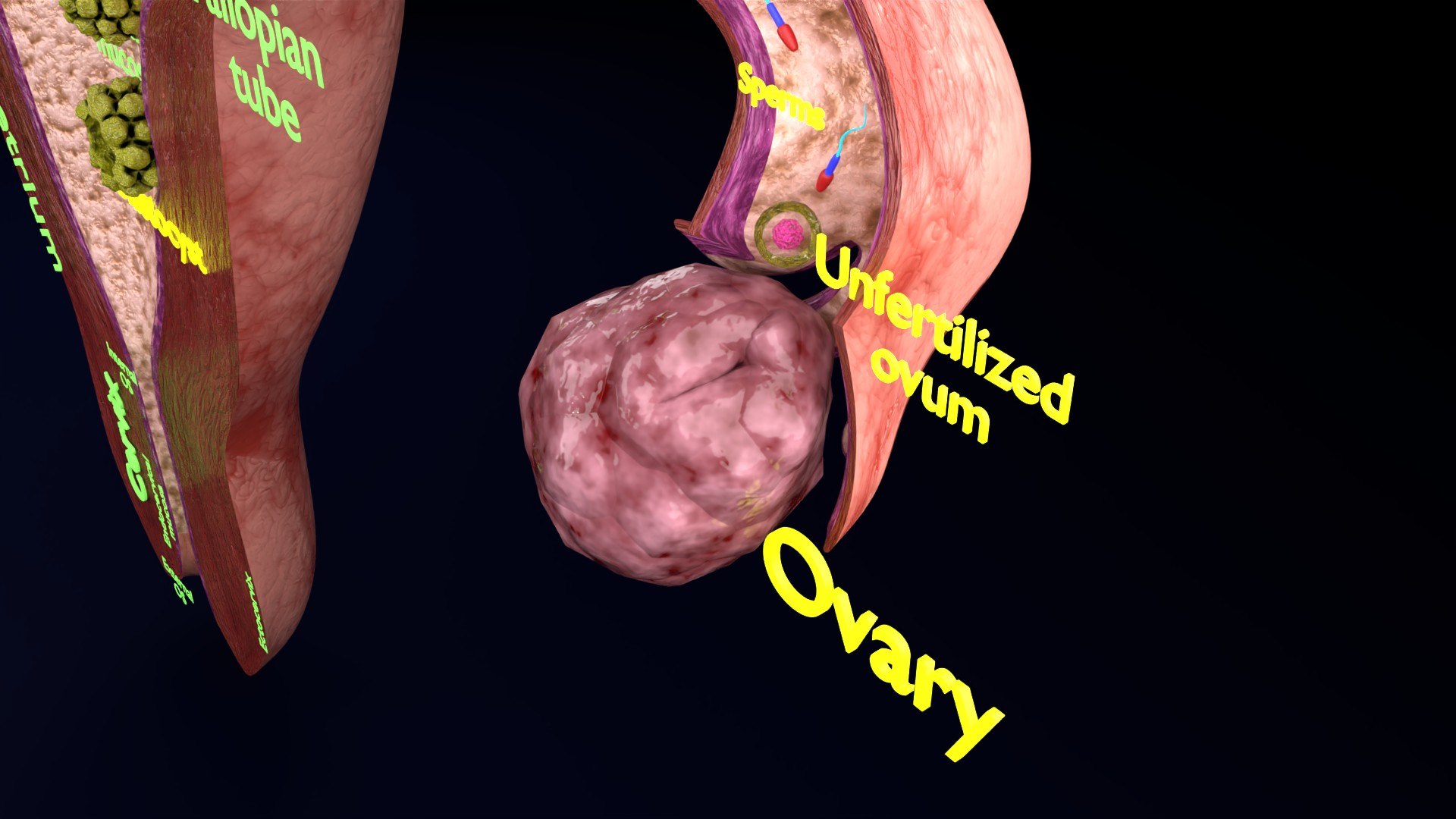 Fertilization Stages Of Ovum 3D - TurboSquid 2216014