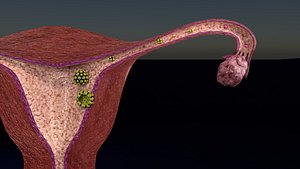 Fertilization stages of ovum 3D