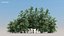 100 + 100 alberi comuni