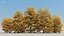 100 + 100 alberi comuni