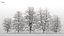 100 + 100 alberi comuni