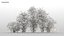 100 + 100 alberi comuni