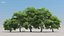 100 + 100 alberi comuni
