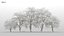 100 + 100 alberi comuni