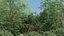 100 + 100 alberi comuni
