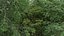 100 + 100 alberi comuni