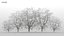 100 + 100 alberi comuni