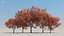 100 + 100 alberi comuni