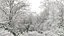 100 + 100 alberi comuni