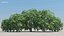 100 + 100 alberi comuni