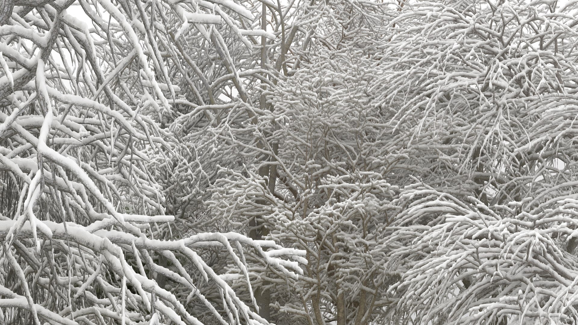100 trees 3d max https://p.turbosquid.com/ts-thumb/83/rMdV4a/ai/06/jpg/1666608193/1920x1080/fit_q87/61fd010056d0b0232fd1058d93551446566fddcd/06.jpg