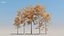 100 + 100 alberi comuni