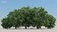 100 + 100 alberi comuni