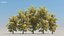 100 + 100 alberi comuni