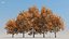 100 + 100 alberi comuni
