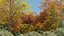 100 + 100 alberi comuni