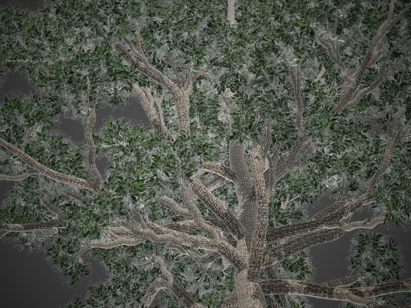 3D 2021 PBR Marri Collection - Corymbia Calophylla model https://p.turbosquid.com/ts-thumb/84/3c9JVX/R8/screenshot023/jpg/1626883034/1920x1080/fit_q87/8f57e6f3e6072ff1c323a0f1da6923f6156a6c22/screenshot023.jpg