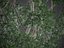 2021 PBR Marri Collection - Corymbia Calophylla