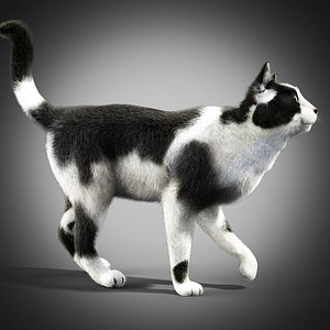 3d model black white cat fur