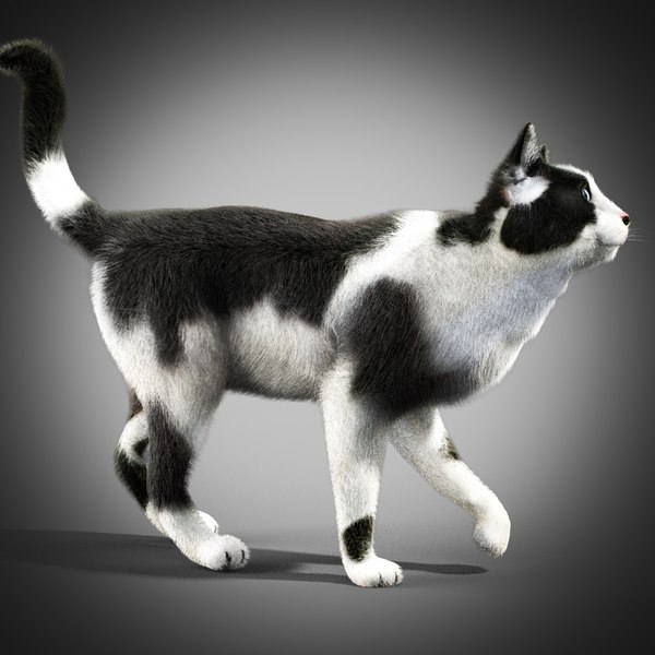 Чёрно белая кошка (56 фото)