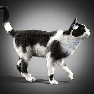 Black and white cat - rigged