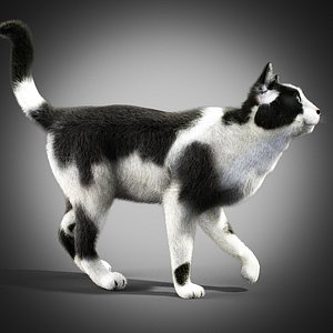 Black and white cat - rigged
