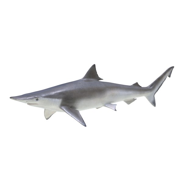 3d spadenose shark rigged model