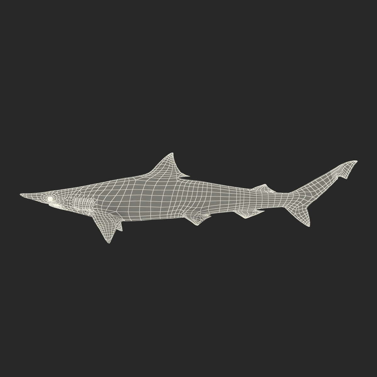 3d spadenose shark rigged model