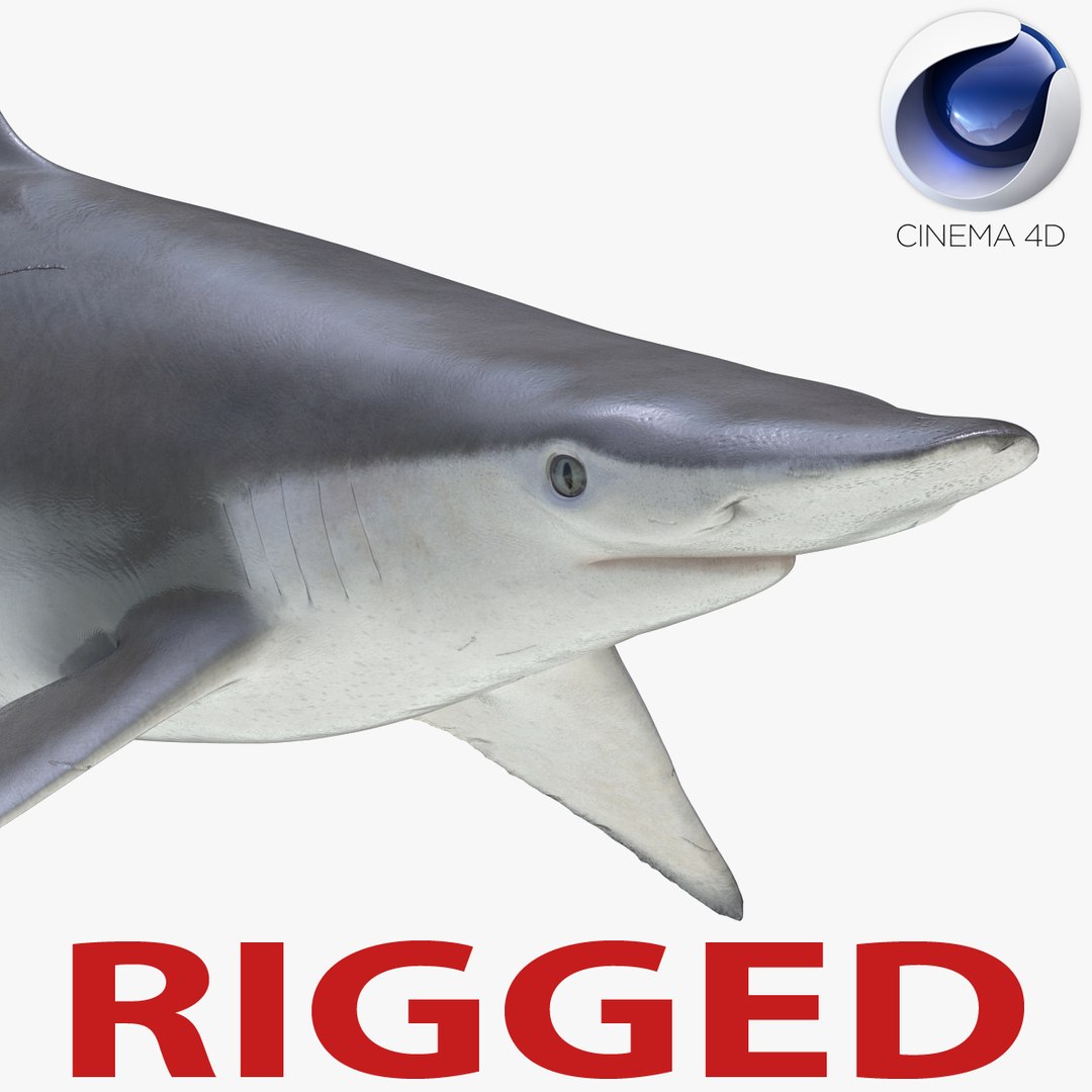 Spadenose Shark Rigged for Cinema 4D 3D Model 3D model preview