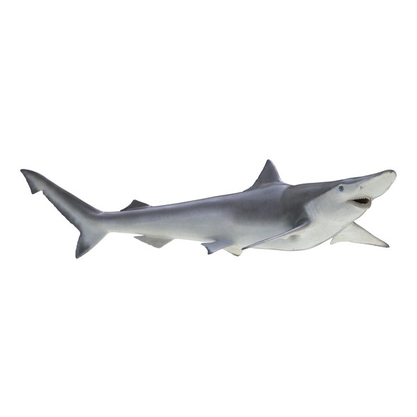 3d Spadenose Shark Rigged Model