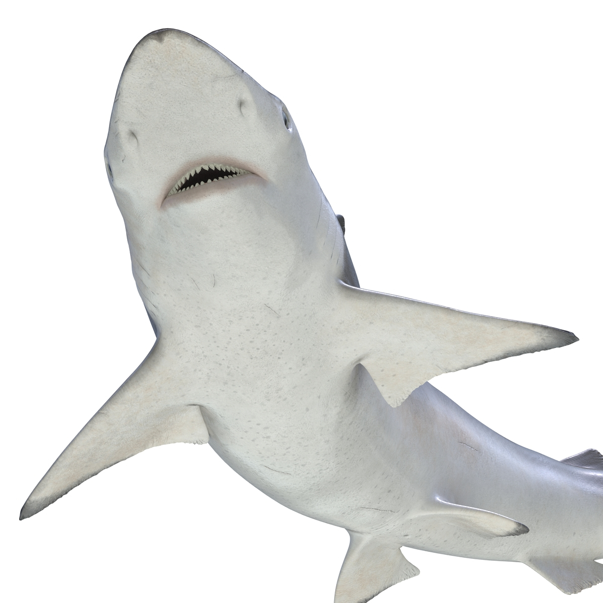 3d spadenose shark rigged model
