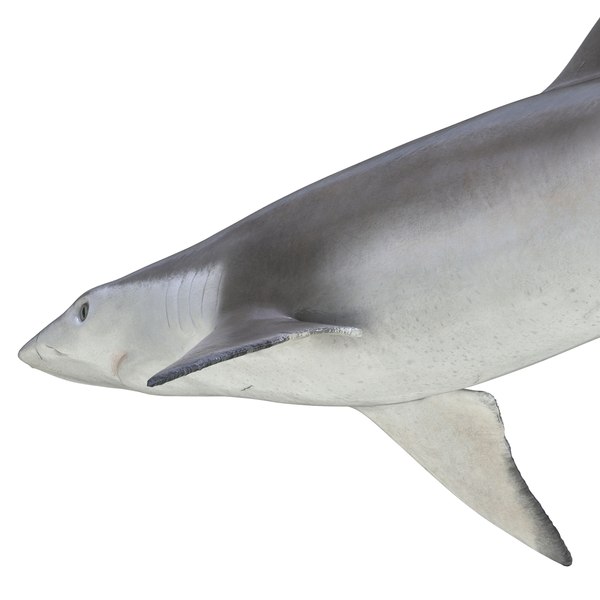 3d spadenose shark rigged model