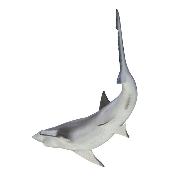3d spadenose shark rigged model