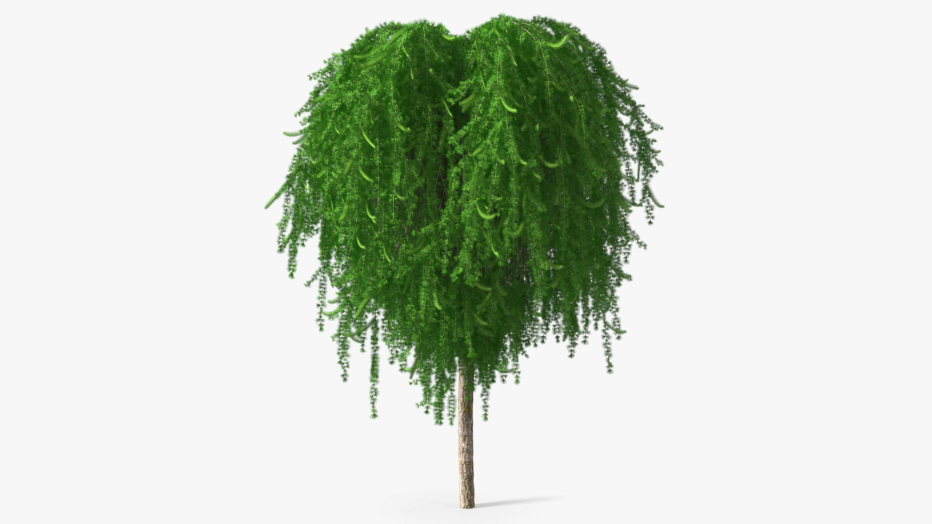 Weeping Larix Kaempferi 3D model preview