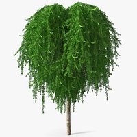 Weeping Larix Kaempferi
