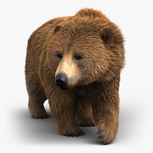 3D brown bear rigged 2