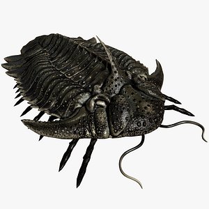 Trilobite 05 - Hoplolichas Furcifer