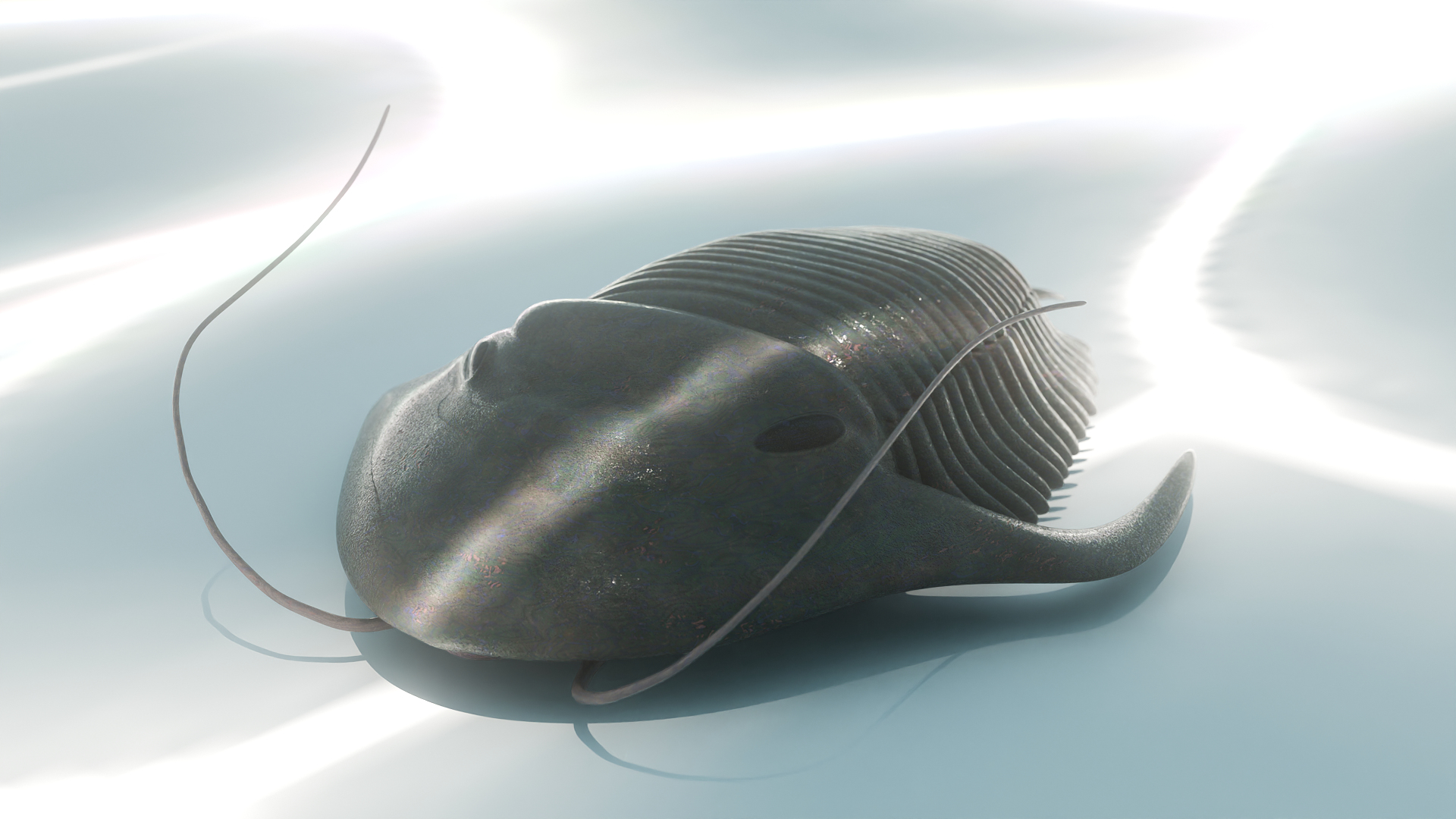 Trilobite 3D model https://p.turbosquid.com/ts-thumb/84/ITtBSe/3E/image/png/1735365925/1920x1080/turn_fit_q99/f5add7631858e3f24356622d1946bf36ee0011b8/image-1.jpg