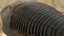 Trilobite 3D model