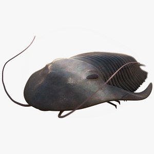 Trilobite 3D model