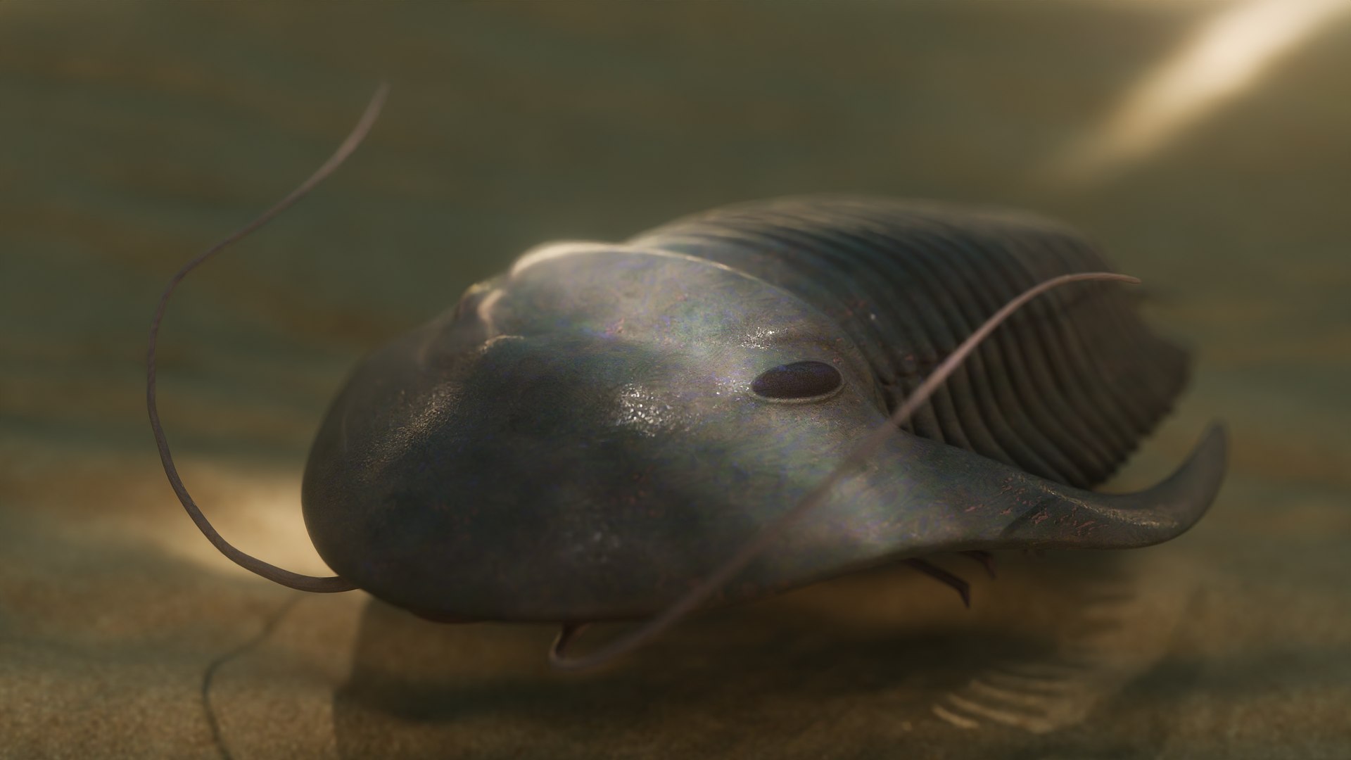 Trilobite 3D model https://p.turbosquid.com/ts-thumb/84/ITtBSe/iH/1/png/1735364287/1920x1080/fit_q87/d6532cf4c9a2a5f7f8b443b2618d2c152d096dc7/1.jpg