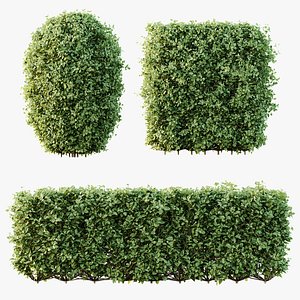 AV Ligustrum Ovalifolium Argenteum Aureum
