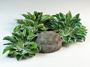 3d hosta plantain lilies model