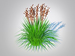 3D Deschampsia flex - Tatra Gold Wavy Hair Grass